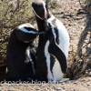 punta-tombo-pinguin-familie