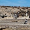 punta-tombo-patagonia-pinguin