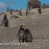 patagonien pinguin familiy in punta tombo