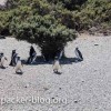 pinguine-patagonien