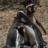 punta-tombo-pinguin