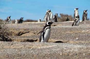 patagonia-magellanic-pinguin