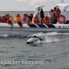 patagonia boat delfin tour