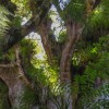 neuseeland-erleben-info_Kauri-Tree