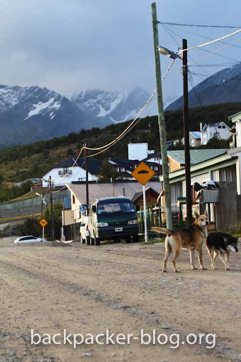 ushuaia tierra del fuego dog on the streets