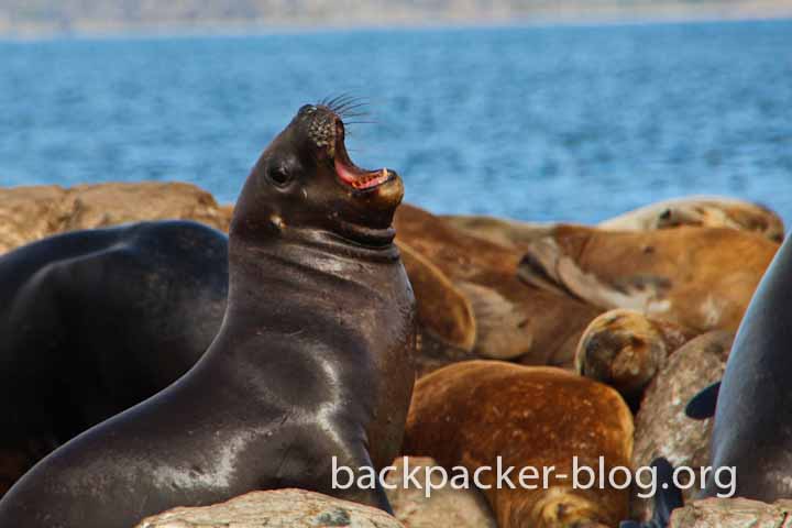 boattrip ushuaia sea lions