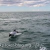 argentina patagonia dolphin