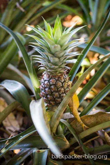 ananas-tropische-frucht
